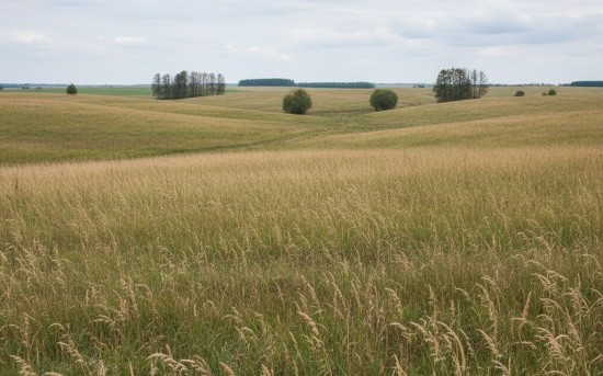 Sianko Wigilijne świeże, pachnące z podkarpackich łąk